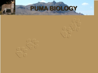 PUMA BIOLOGY