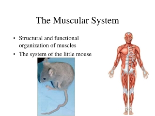 The Muscular System