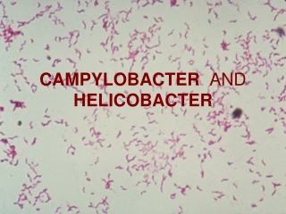 CAMPYLOBACTER   AND  HELICOBACTER