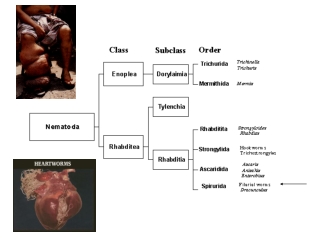 Filaroidea: Filarial Nematodes Tissue dwelling parasites