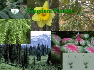 Kingdom Plantae