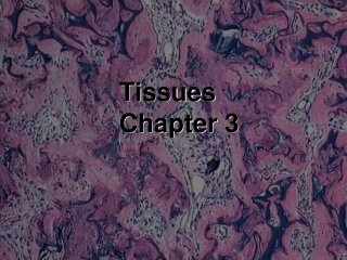 Tissues Chapter 3