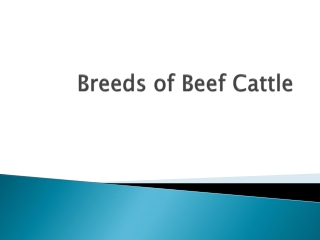 Breeds of Beef Cattle