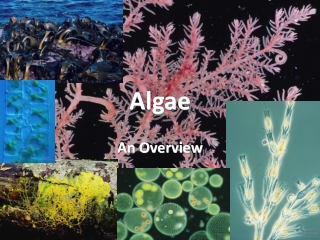 Algae