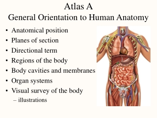 Atlas A General Orientation to Human Anatomy