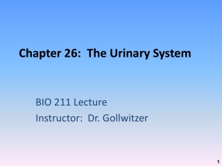 Chapter 26:  The Urinary System