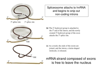 Spliceosome attachs to hnRNA  and begins to snip out  non-coding introns