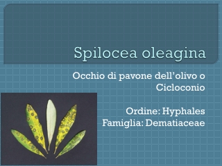 Spilocea oleagina