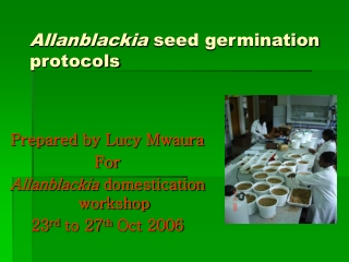 Allanblackia  seed germination protocols