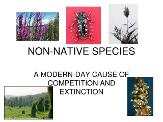 NON-NATIVE SPECIES