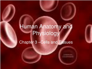 Human Anatomy and Physiology