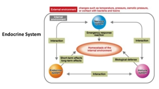 Endocrine System