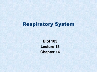 Respiratory System