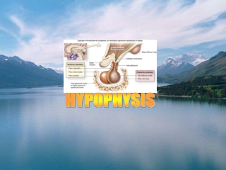 HYPOPHYSIS