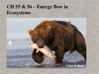 CH 55 &amp; 56 – Energy flow in Ecosystems