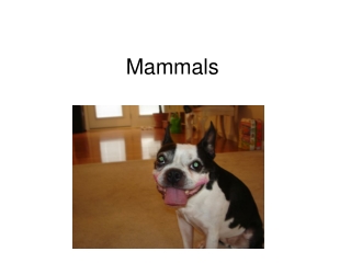 Mammals