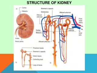 STRUCTURE OF KIDNEY