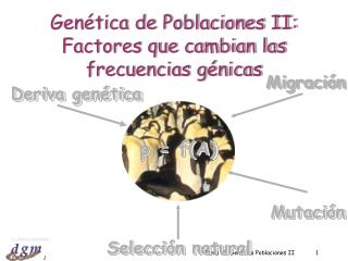 Genética de Poblaciones II: Factores que cambian las frecuencias génicas