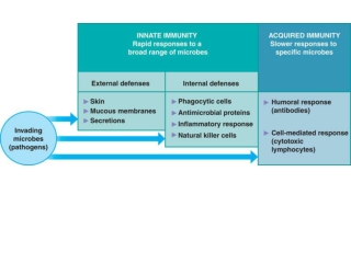 Innate Defenses