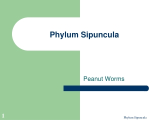 Phylum Sipuncula