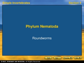 Phylum Nematoda