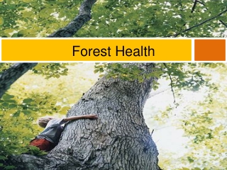 Forest Health