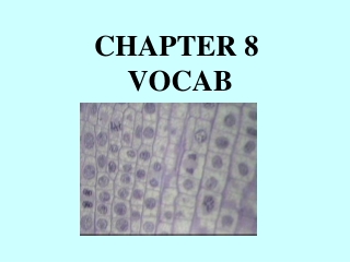 CHAPTER 8  VOCAB