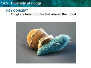 KEY CONCEPT Fungi are heterotrophs that absorb their food.