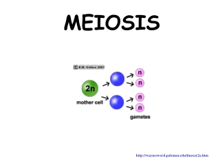 MEIOSIS