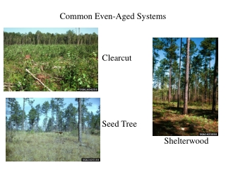 Common Even-Aged Systems