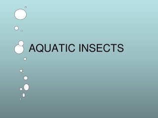 AQUATIC INSECTS