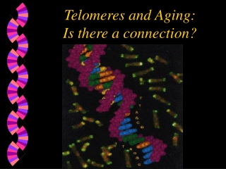 Telomeres and Aging: Is there a connection?