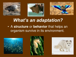 What’s an adaptation?