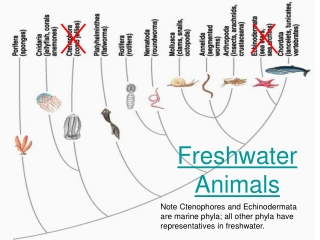 Freshwater Animals