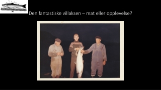 Den fantastiske villaksen – mat eller  opplevelse?