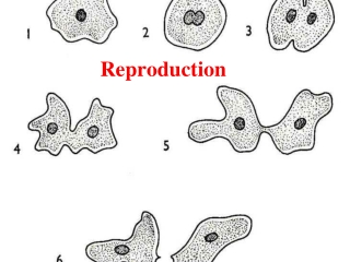 Reproduction