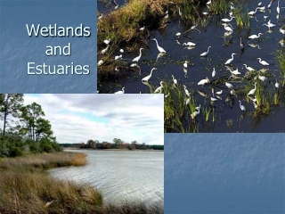 Wetlands and Estuaries