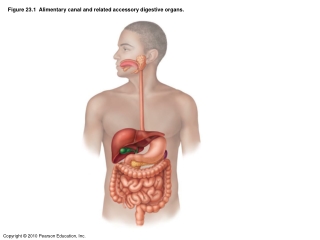 Figure 23.1  Alimentary canal and related accessory digestive organs.