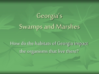 Georgia’s  Swamps and Marshes