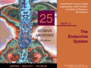 The Endocrine System