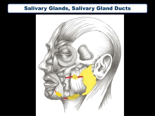 Salivary Glands, Salivary Gland Ducts