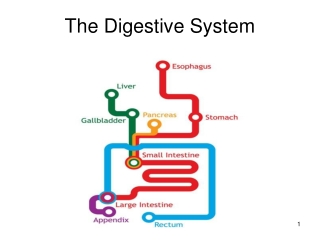 The Digestive System