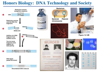 Honors Biology:  DNA Technology and Society