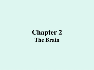 Chapter 2 The Brain