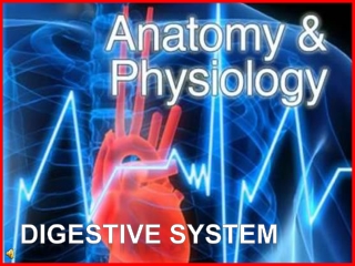 Digestive system