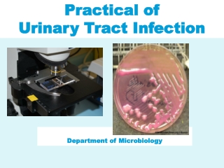 Practical of Urinary Tract Infection