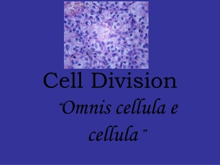 Cell Division