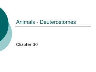 Animals - Deuterostomes