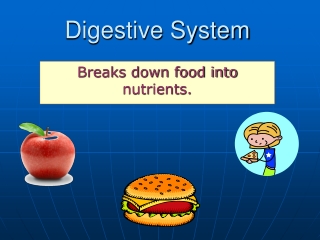 Digestive System