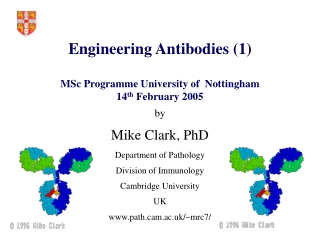 Engineering Antibodies (1) MSc Programme University of  Nottingham 14 th  February 2005